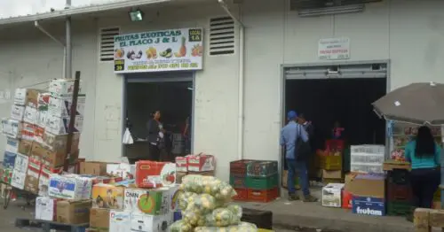 FRUTAS EXOTICAS EL FLACO J Y L FRUTAS EXOTICAS EL FLACO J Y L